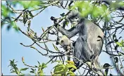  ?? AFP ?? A Popa langur in the crater of Mount Popa, Myanmar.