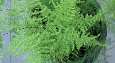  ??  ?? Varietà
Molti i tipi delle «asparagine» sempre eleganti e decorative