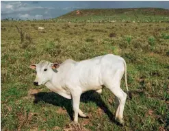 ??  ?? Una de las 14 millones de vacas de Rondônia. Todos pastan en tierras que alguna vez fueron selva tropical.