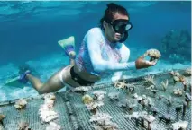  ?? ?? RIGHT
A volunteer tends the corals