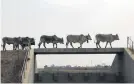  ?? Picture: Cebile Ntuli ?? RURAL WORLD. A herd of cattle cross a bridge near Soweto.