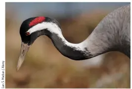  ??  ?? BIG BIRD Cranes are huge, stately birds, standing much higher than any heron