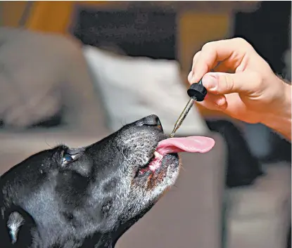  ??  ?? una labrador negra, recibe su dosis de cannabidio­l por parte de su dueño, Brett Hartmann.