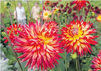  ?? — THE ASSOCIATED PRESS FILES ?? Every few years in the spring, Helen Chesnut divides clumps of dahlia tubers and then leaves them in the ground over the winter.