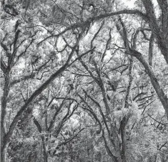  ?? Jeff Greenberg/universal Images Group/getty Images ?? Live oaks are outstandin­g trees for this area. However, if yours appears weakened, call in a certified arborist to assess the damage and risk.