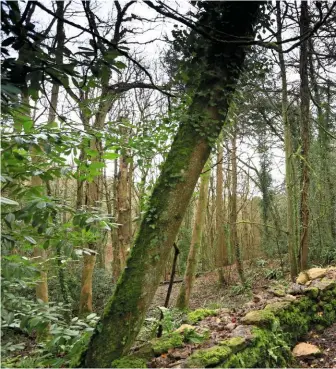  ??  ?? ▲
LEAFY REFUGE Over 450 species call Box Wood home (community-owned since 2017). They include the elusive hazel doormouse.