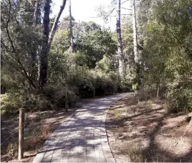  ??  ?? Above: There are many pukeko around the lake shore.Above right: The pathway is popular with cyclists.Below left: There are a number of tracks leading from the road above to the lake. Below right: A popular section of the pathway.