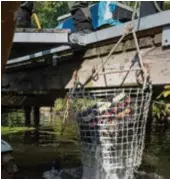  ?? FOTO: OSCAR OLSSON ?? DUMPAT. 400 kilo blybatteri­er bärgades från botten i helgen.