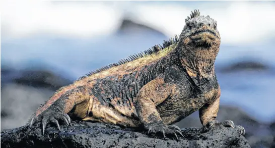  ?? REUTERS ?? A marine iguana sits on a rock in front of the Pacific Ocean on Santa Cruz Island, part of the Galapagos Islands, Ecuador.