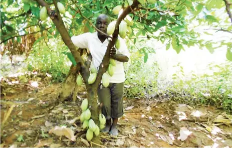  ??  ?? Aliyu Toungo in his cocoa farms in Toungo, Adamawa