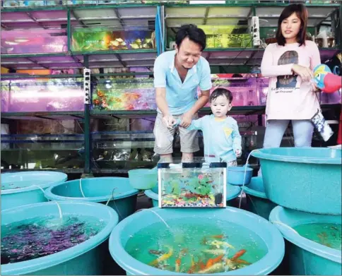  ?? PHA LINA ?? A boy admires a collection of colourful fish with his parents at a pet store on Phnom Penh’s Street 63.