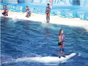  ?? — Reuters ?? A trainer stands on a beluga during a show at the Beluga Theater of Chimelong Ocean Kingdom in Zhuhai, China.