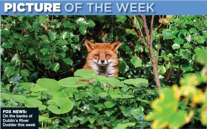  ?? ?? fox news:
On the banks of Dublin’s River Dodder this week