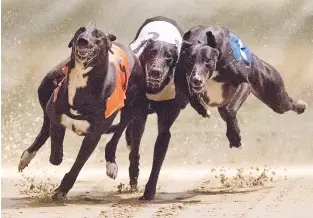  ??  ?? WINNING STREAK. Greyhounds compete on the track during an evening of greyhound racing at Wimbledon Stadium in south London this week.