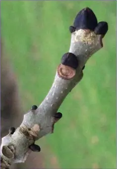  ??  ?? Ash trees have big black buds at this time of year.