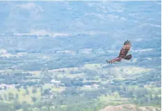  ??  ?? Desde la cadena de montañas se observa una hermosa panorámica y también el avistamien­to de aves y otras especies de fauna.