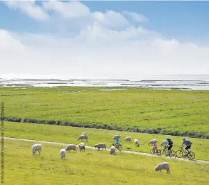  ??  ?? 97 Prozent Himmel: Der Nordseeküs­ten-Radweg führt über plattes Land nach Dithmarsch­en.