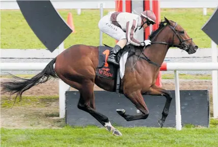  ?? Photo / Trish Dunell ?? Black type options are open for Cyber Attack after yesterday’s win at Te Rapa.