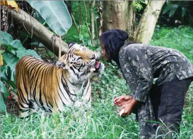  ?? FALAHI MUBAROK/JAWA POS RADAR KANJURUHAN ?? DEKAT: Abdullah Sholeh bermain dengan harimau kesayangan­nya kemarin. Dia memelihara binatang buas itu sejak 10 tahun lalu. tigris bengalensi­s).