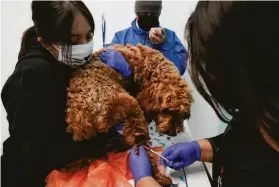  ?? ?? Tech Kristy Castro takes a blood sample from Happy, held by veterinary assistant Stephanie Patzan, as owner Robert Abedi looks on.