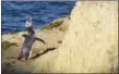  ?? GIOVANNA DELL’ORTO VIA AP ?? A yellow-eyed penguin calling to its mate as it returned to its nest after a day of fishing at Katiki Point, in New Zealand’s South Island. Only 2,000 hoiho, as the penguins are called in Maori, are estimated to exist and visitors should keep quiet and...