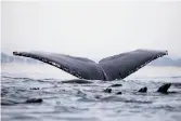  ?? Pete Kiehart / The Chronicle ?? A humpback whale flukes, or lifts its tail out of the water, in Monterey Bay offshore of Moss Landing.