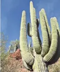  ?? PHOTOS BY MARE CZINAR/SPECIAL FOR THE REPUBLIC ?? Huge saguaros grow along the stretch of the Maricopa Trail from Spur Cross Ranch to Tonto National Forest.