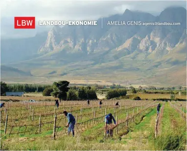  ?? FOTO: LUCILLE BOTHA ?? agenis@landbou.com Die landboubed­ryf in die Wes-Kaap het die droogte merkwaardi­g goed trotseer, maar daar sal stategies gedink moet word oor hoe voldoende water vir die toekoms verseker kan word. Prof. Ferdi Meyer