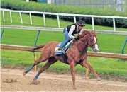  ?? [AP PHOTO] ?? Jockey Martin Garcia works Triple Crown hopeful Justify May 29 at Churchill Downs in Louisville, Ky.