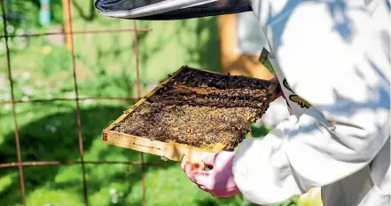  ?? NICOLA GALLOWAY ?? This lemon, lime and honey afternoon tea loaf is perfect to make with honey, specially if it’s made from your local beehive, as this one was.