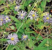  ?? CHARLES SEABROOK ?? Blooming asters, like these clasping asters in a Floyd County meadow, are some of the sure signs of autumn. The season starts at 9:54 p.m. on Saturday — the autumnal equinox.