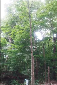  ?? Shelton Trails Committee / Contribute­d photo ?? Shelton is home to an American chestnut tree, which sits beside the Rec Path, close to Wesley Drive. The American Chestnut Foundation will harvesting the chestnut seeds on Sept. 24.