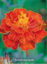  ??  ?? French marigold.