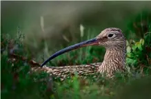  ??  ?? Underneath: Breeding waders such as the lapwing coexisted with ravens for centuries