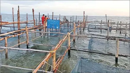  ?? SUPPLIED ?? A crab bank in Kampot province.