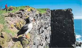 ?? Foto: Shuttersto­ck ?? Návrat papuchalků S jarem se na pobřežní skály Islandu vrací i krásný papuchalk severní.