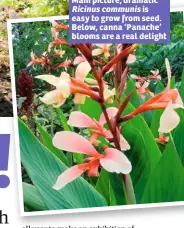  ??  ?? Main picture, dramatic
Ricinus communis is easy to grow from seed. Below, canna ‘Panache’ blooms are a real delight