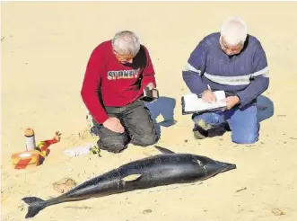  ?? AFP ?? Immer häufiger müssen Experten an Frankreich­s Atlantikst­ränden tote Delfine untersuche­n.