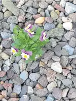  ??  ?? “An interestin­g little plant was popping through the pebbles in Carnoustie,” says Stuart Mclean.