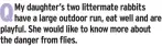  ?? ?? My daughter’s two littermate rabbits have a large outdoor run, eat well and are playful. She would like to know more about the danger from flies.