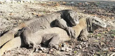  ?? AFP ?? Die Komodo-warane, von denen es noch 5000 Exemplare gibt, sollen geschützt werden.