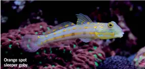  ?? ?? Orange spot sleeper goby.