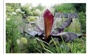  ??  ?? The exotic Abyssinian banana tree needs winter protection