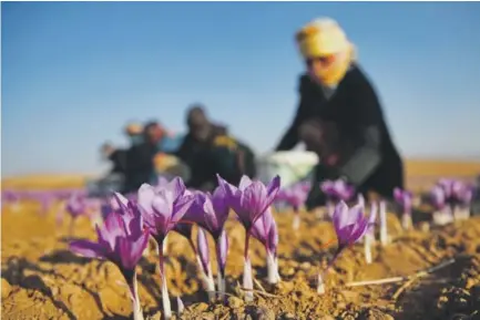  ??  ?? Iranian farm workers harvest saffron flowers in October just outside Torbat Heydariyeh. University of Vermont researcher­s have been raising the spice and are encouragin­g growers to tap into what they hope will be a cash crop. Ebrahim Noroozi, AP file