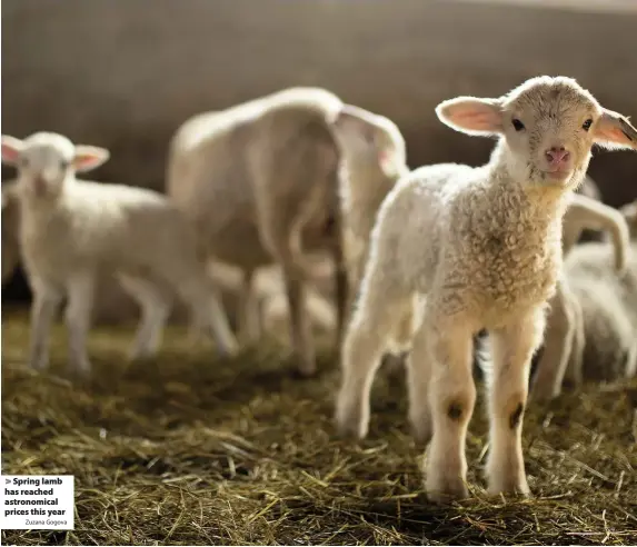  ?? Zuzana Gogova ?? Spring lamb has reached astronomic­al prices this year