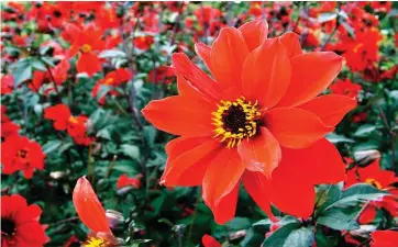  ??  ?? Heavenly: Bishop of Llandaff combines scarlet flowers and dark bronze foliage