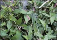  ?? LEE REICH VIA AP ?? This undated photo shows smartweed growing in New Paltz, N.Y. Smartweed is, admittedly, a weed but a pretty weed if you take the time to look at it up close.