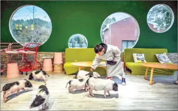  ?? AFP ?? A customer feeds pigs at a coffee shop in Shanghai on February 28.