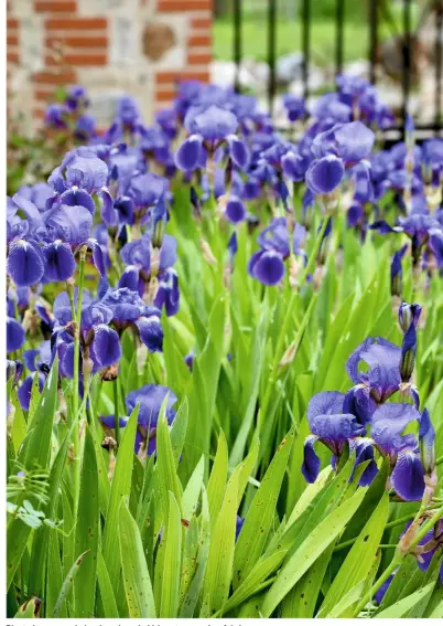  ??  ?? Planted en masse in borders, bearded iris put on a colourful show.