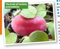  ??  ?? The fruit of Fuchsia procumbens